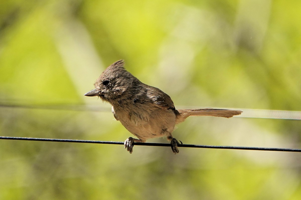 Oak Titmouse - Sue Foster