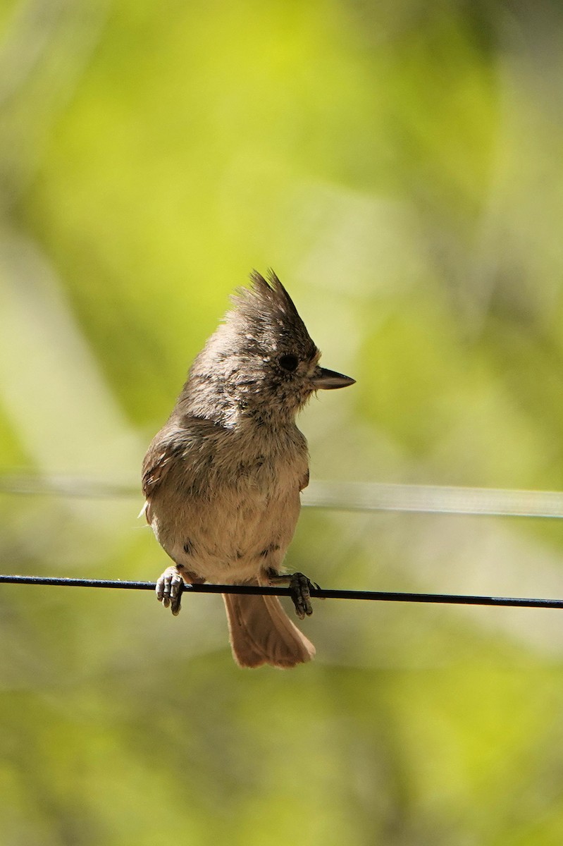 Oak Titmouse - Sue Foster