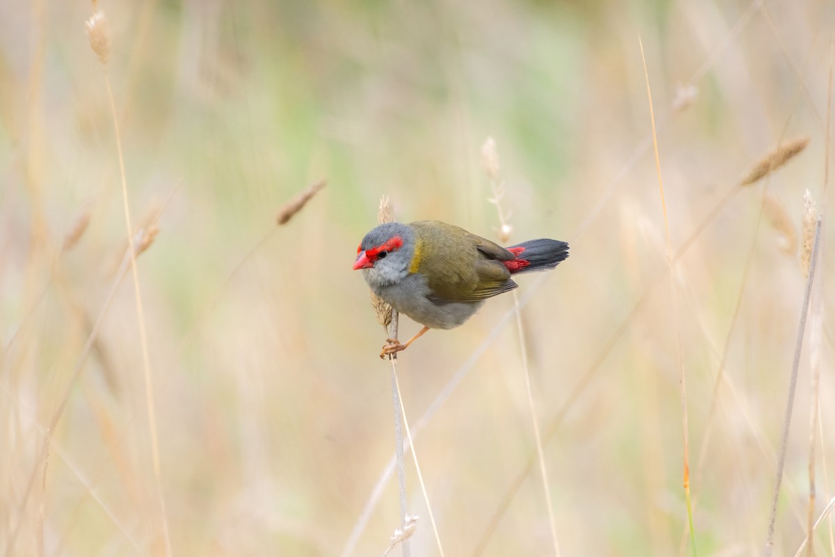 Red-browed Firetail - Jonathan Tickner