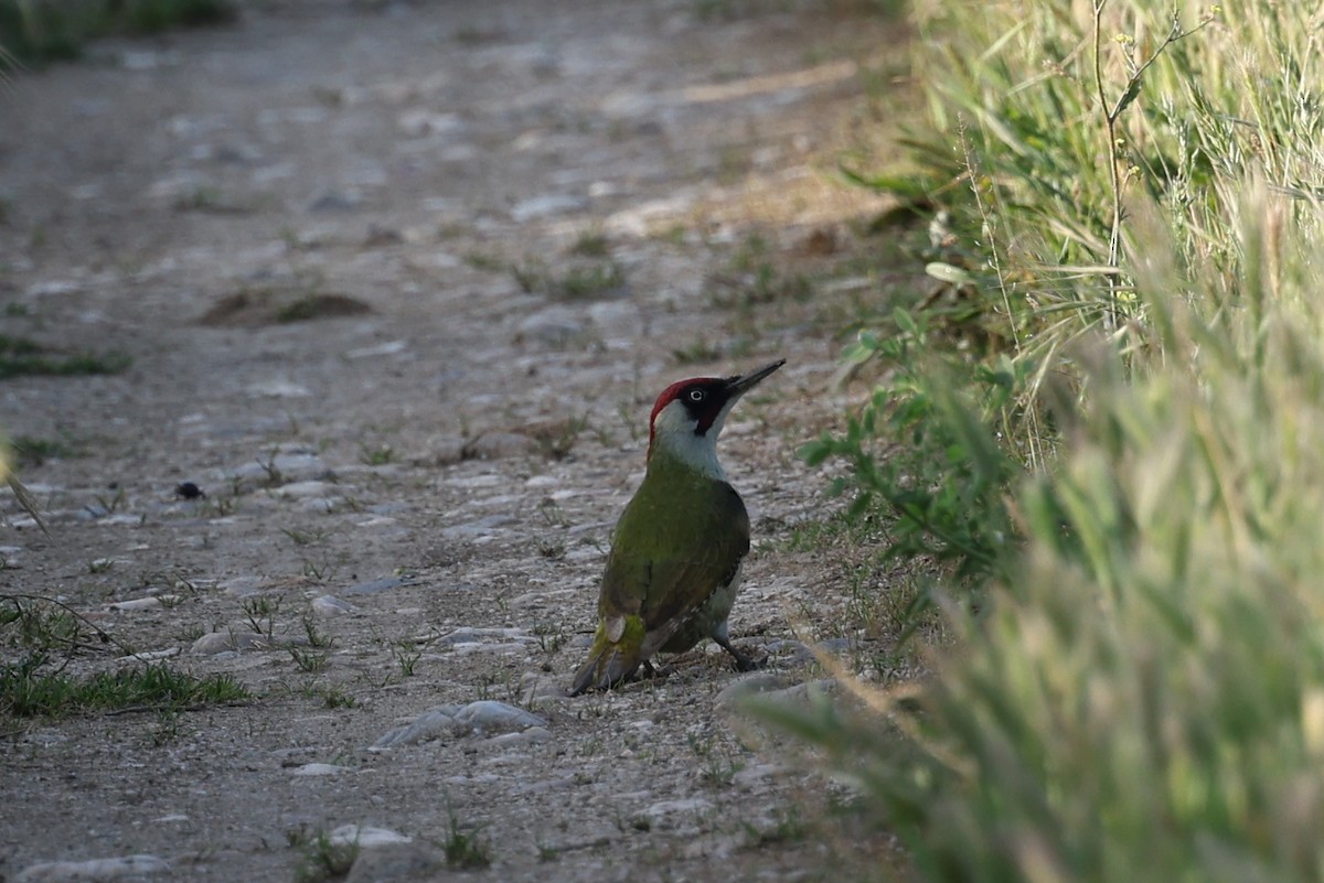 Eurasian Green Woodpecker - Ian Thompson