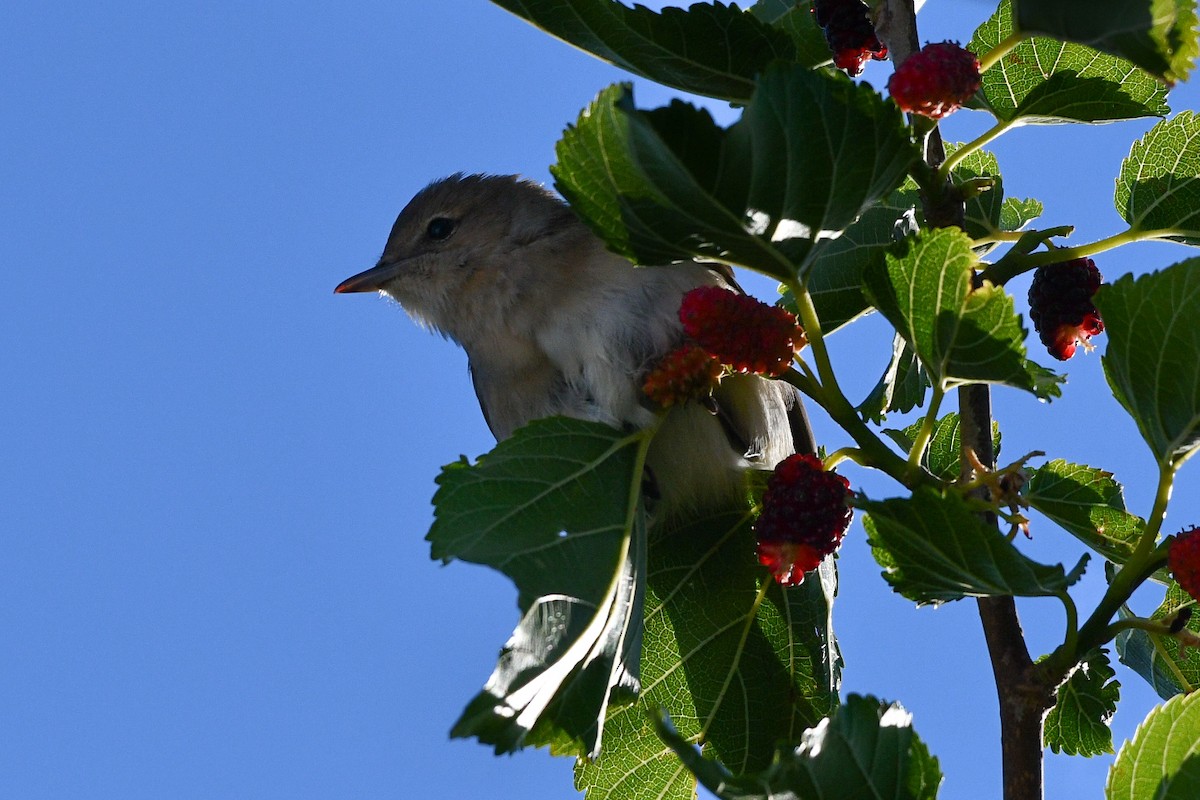 Garden Warbler - Julian Campuzano Garrido