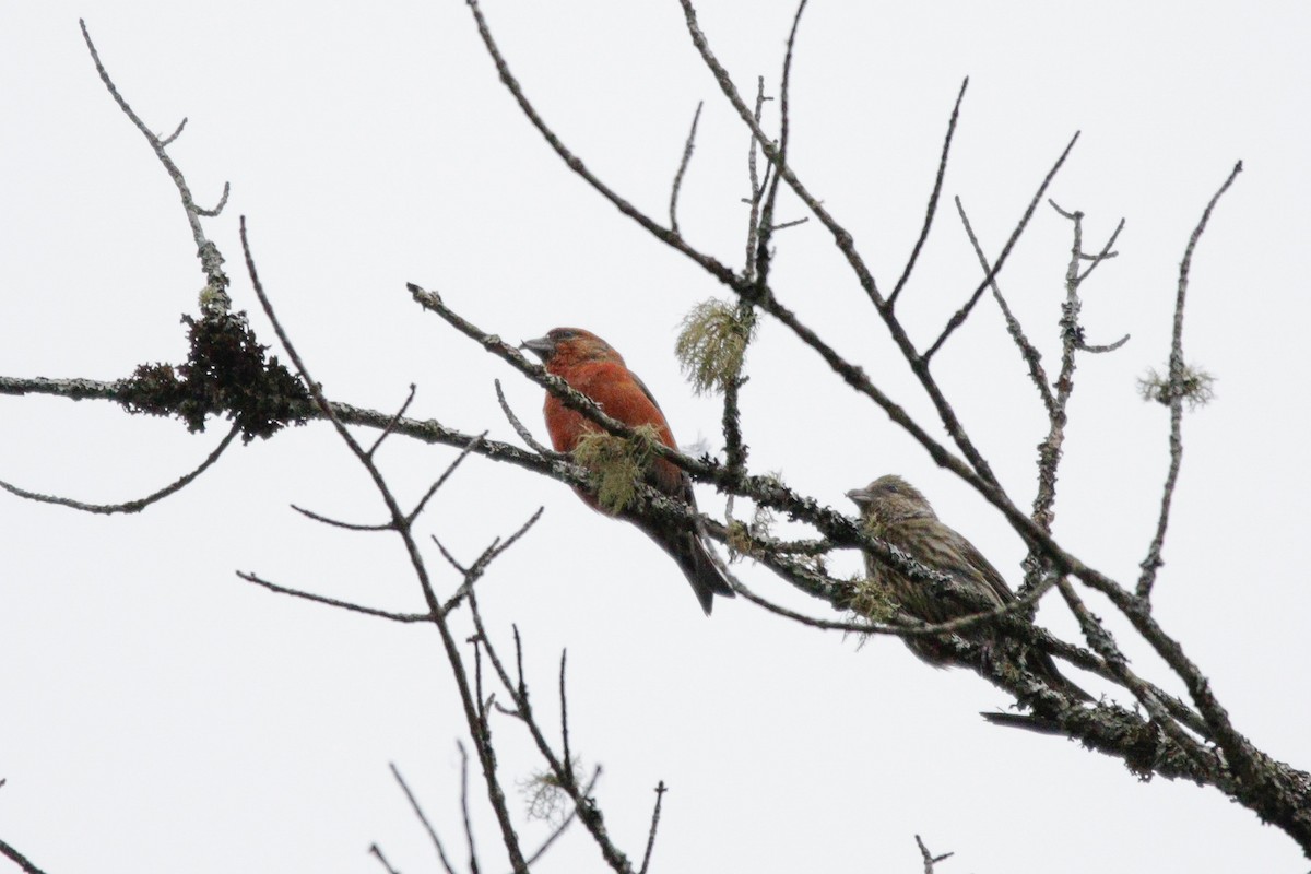 Red Crossbill - Catherine Holland