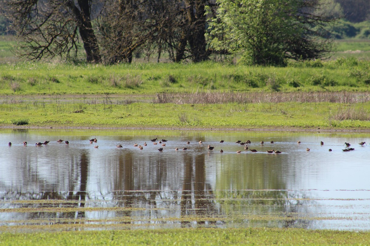 Long-billed Dowitcher - ML618849436