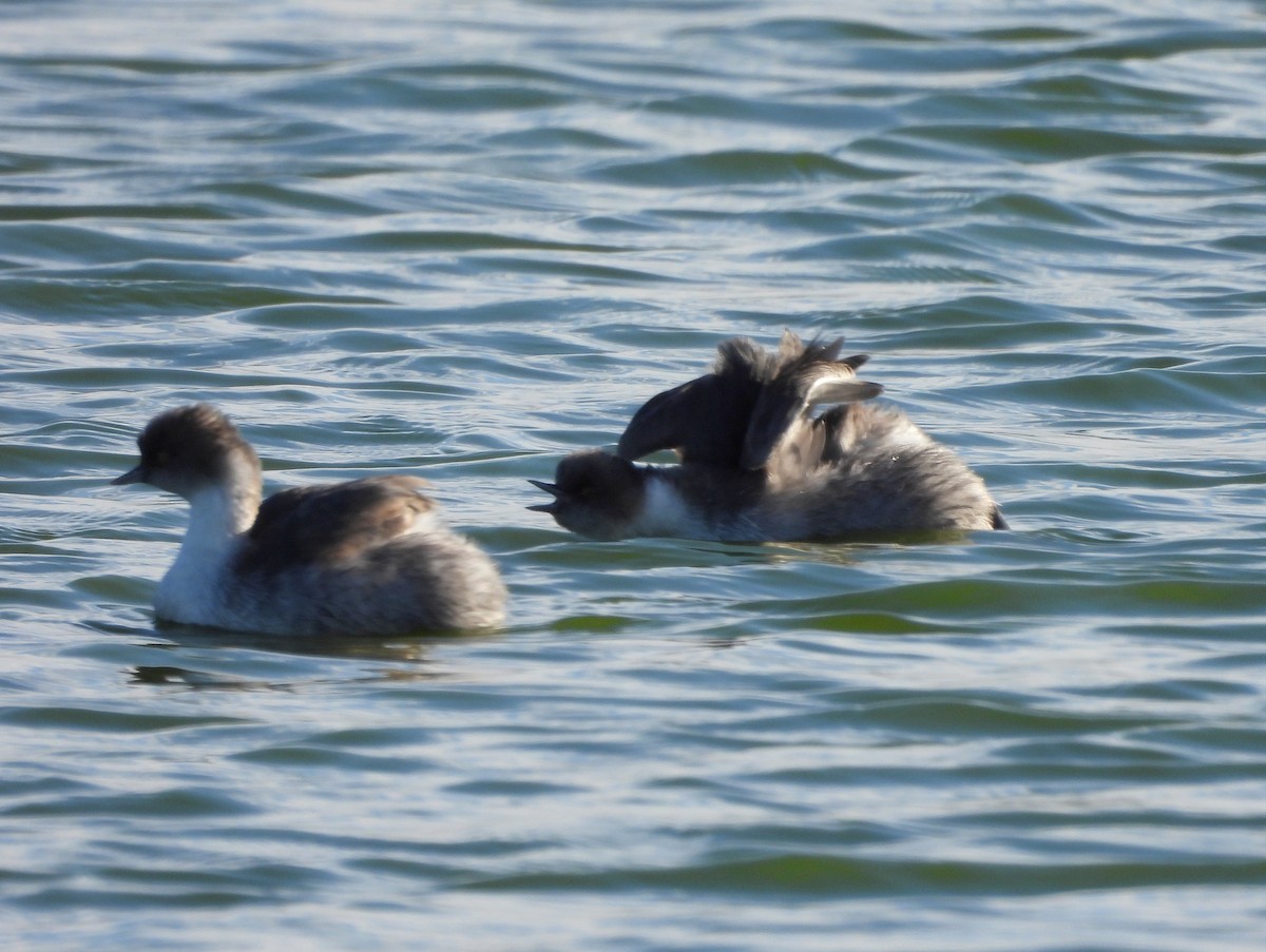 Silvery Grebe - ML618849442