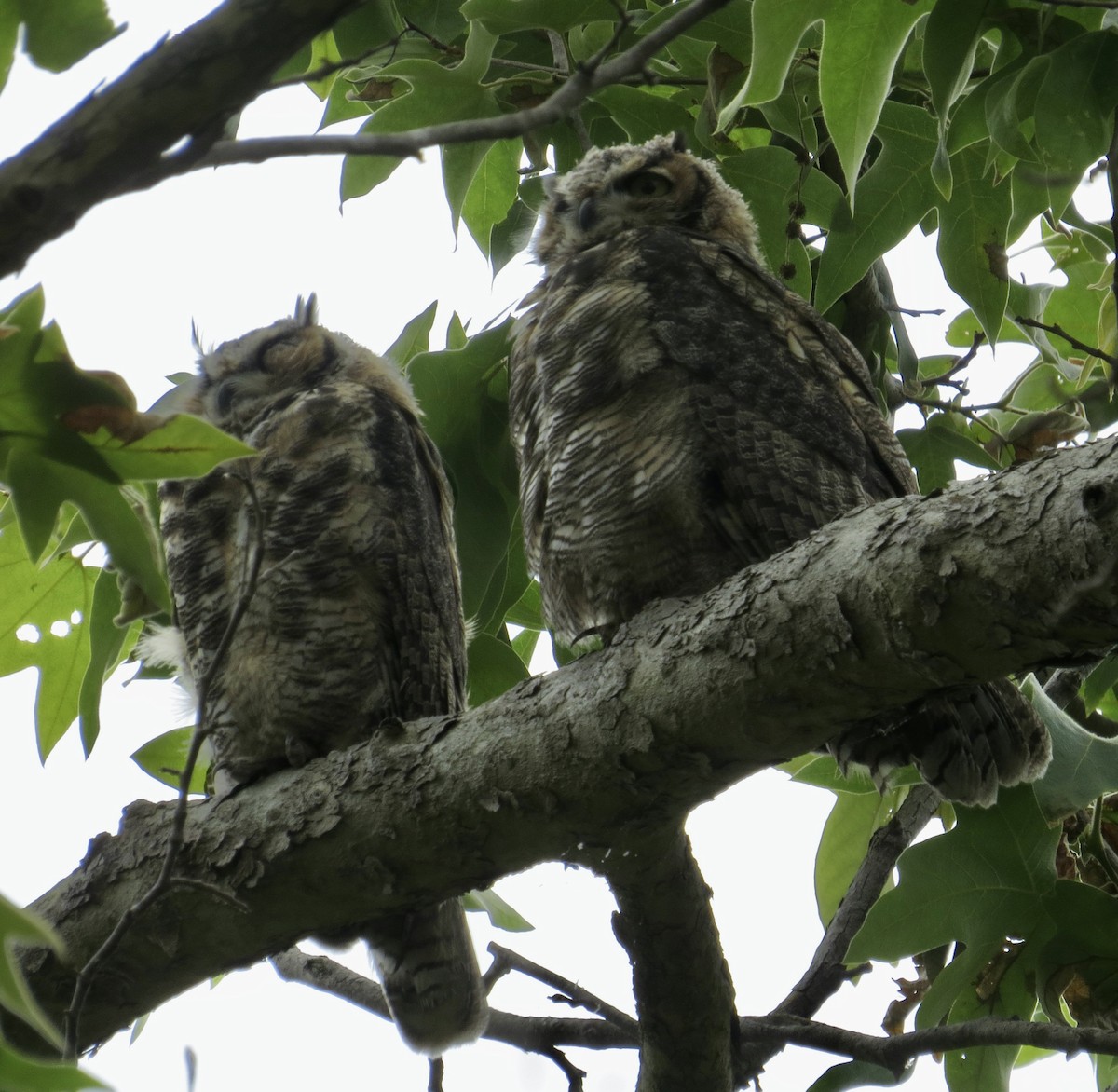 Great Horned Owl - Thomas Wurster