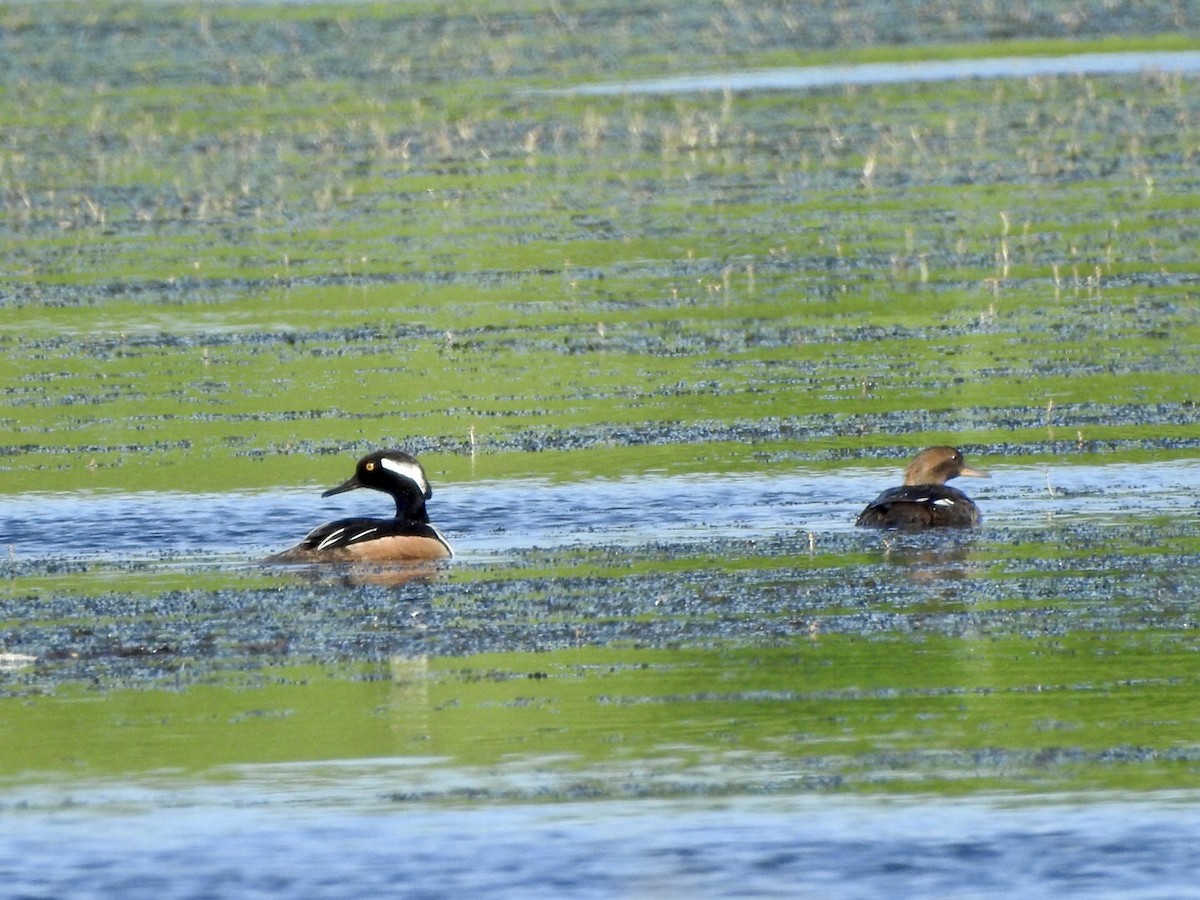 Hooded Merganser - Anita Hooker