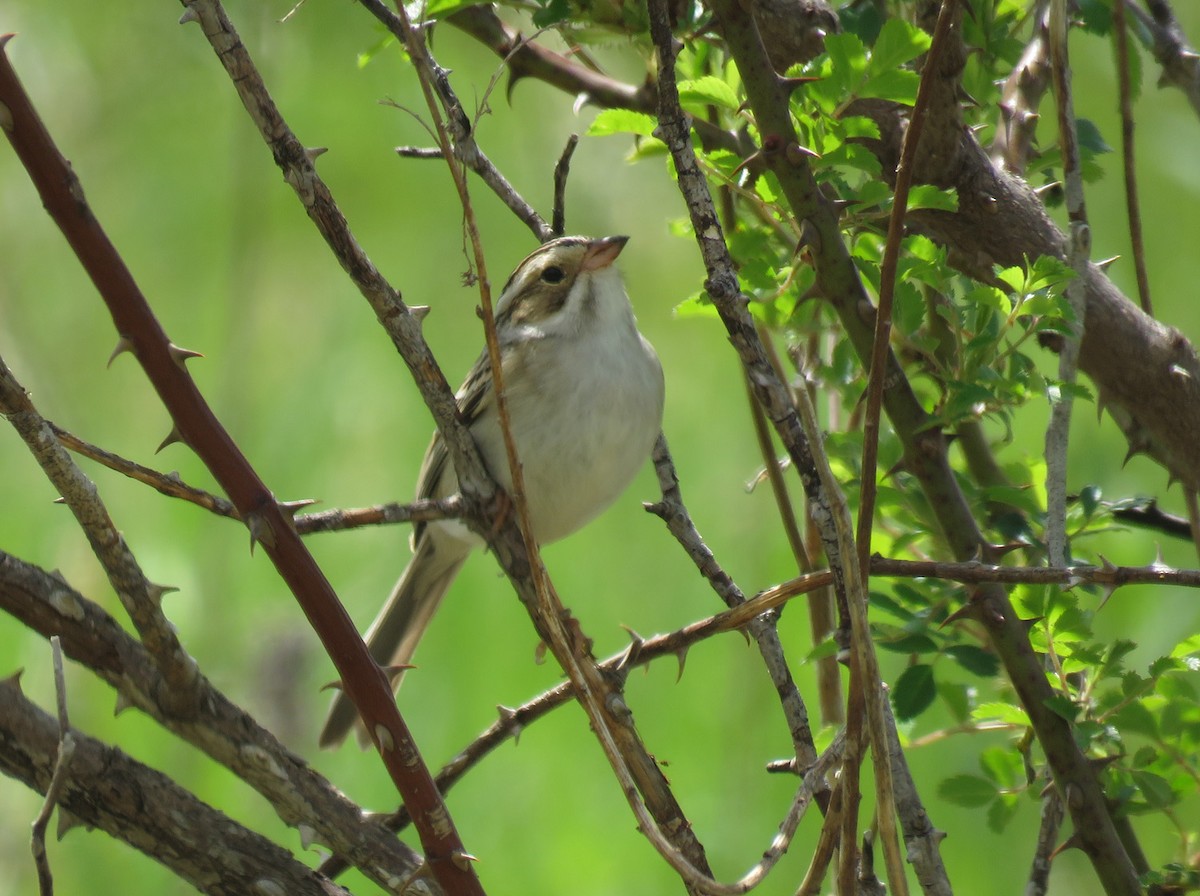 Clay-colored Sparrow - ML618849451