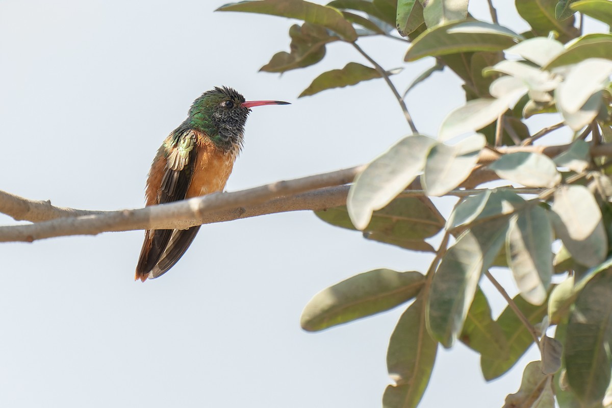 Amazilia Hummingbird - Shirley Freyre  Mauny