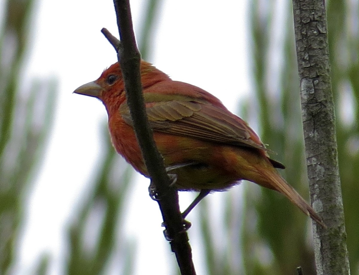 Summer Tanager - Thomas Wurster