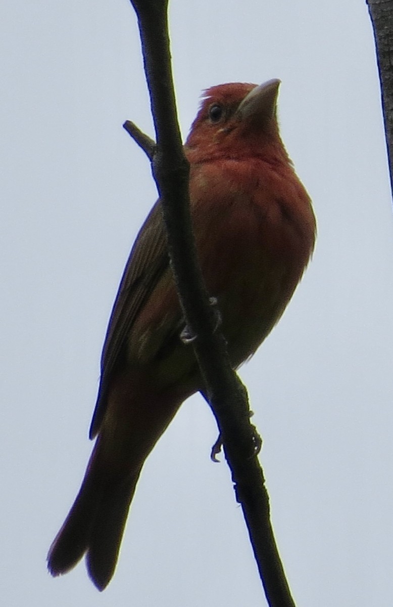 Summer Tanager - Thomas Wurster