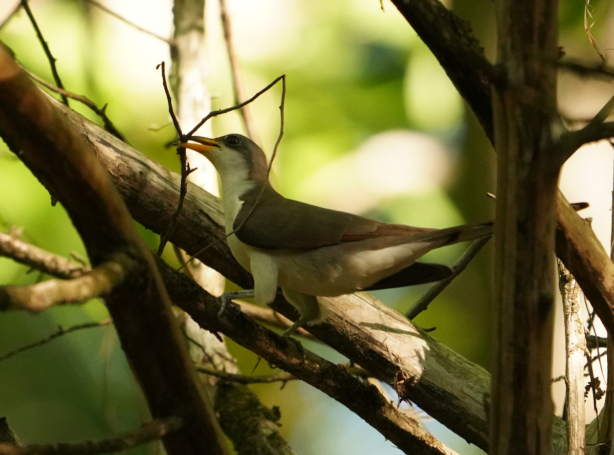 Yellow-billed Cuckoo - Aaron T