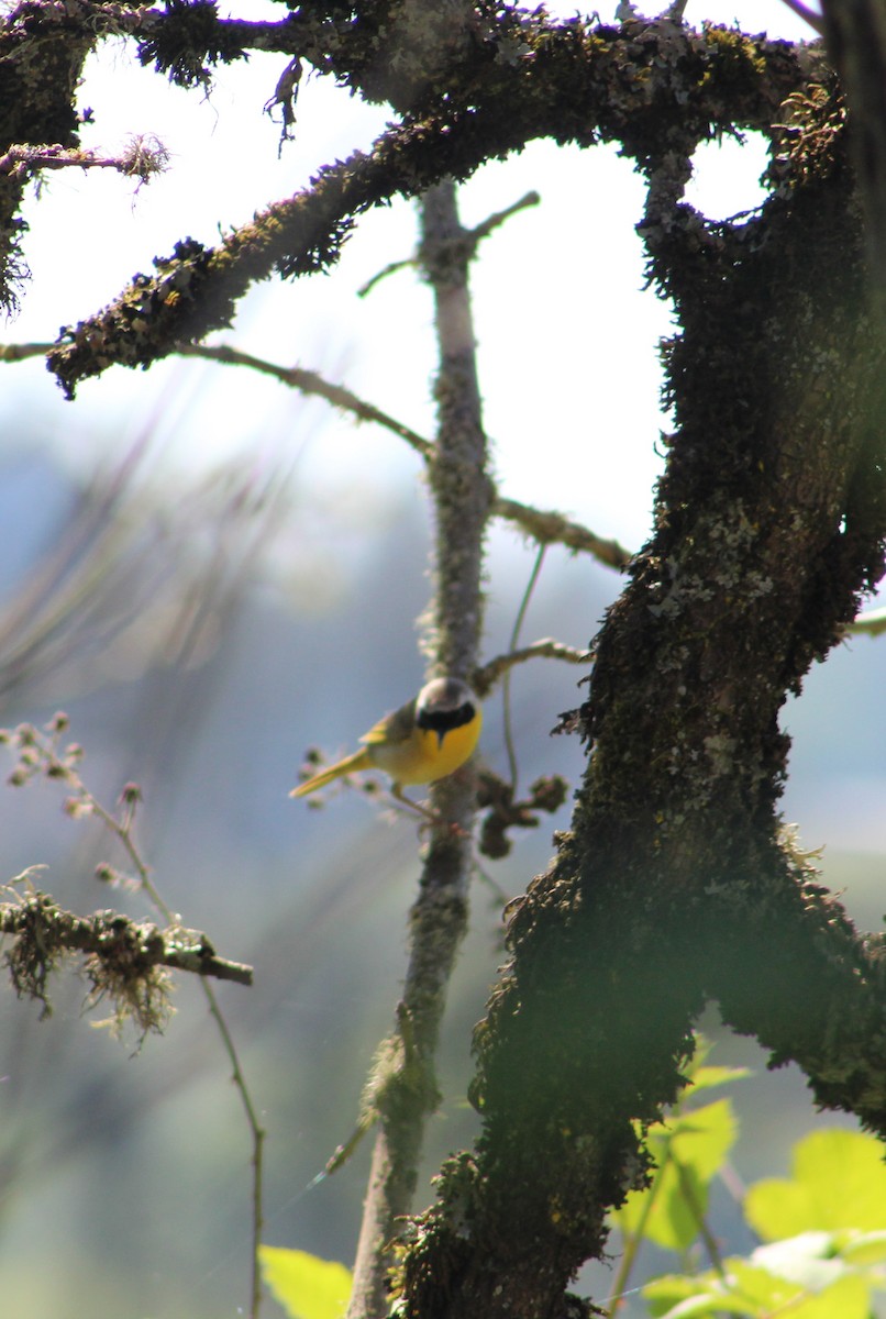 Common Yellowthroat - ML618849469