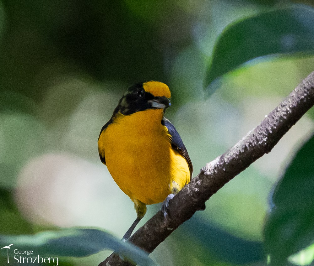 Violaceous Euphonia - George Strozberg