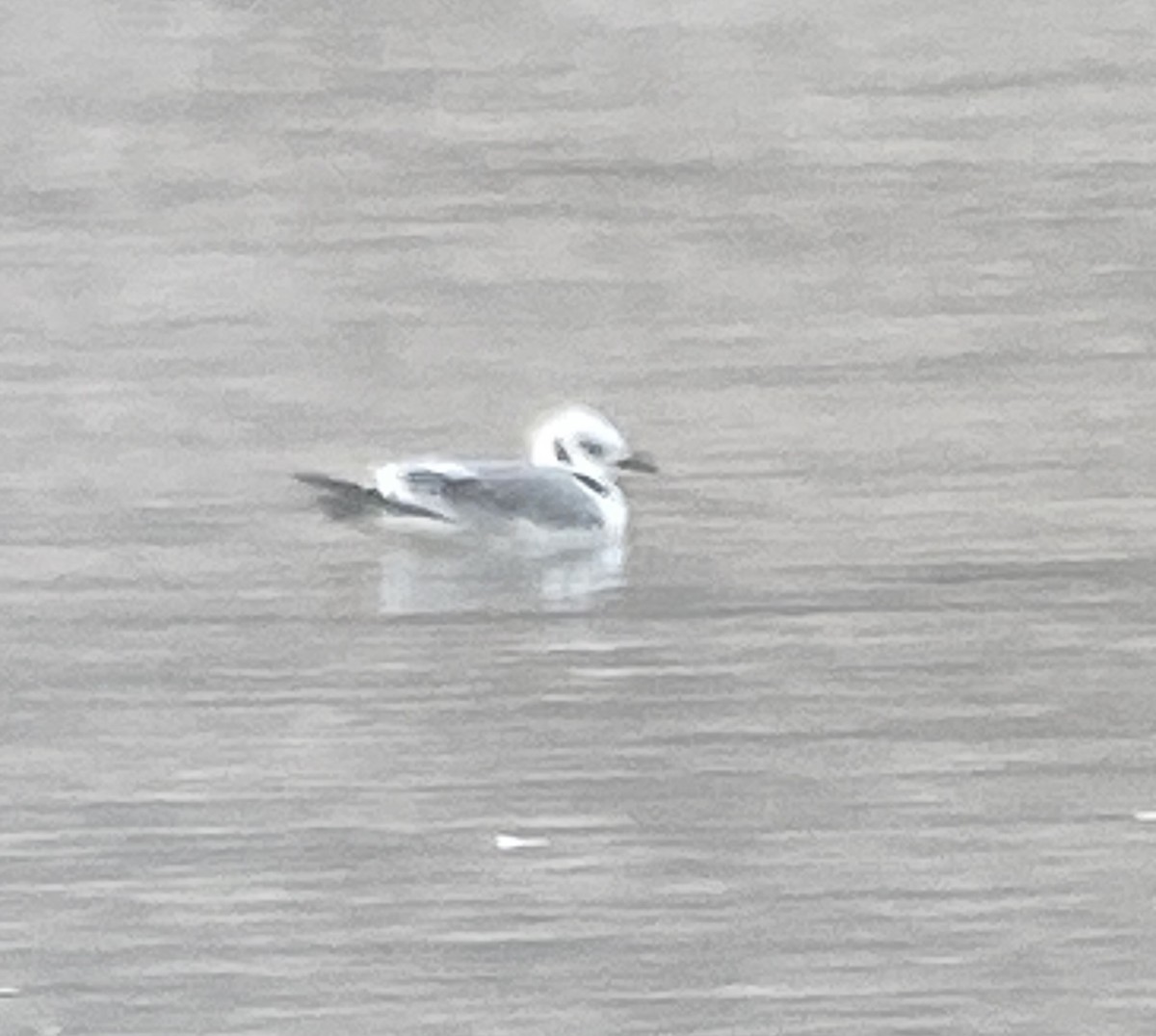 Black-legged Kittiwake - ML618849478