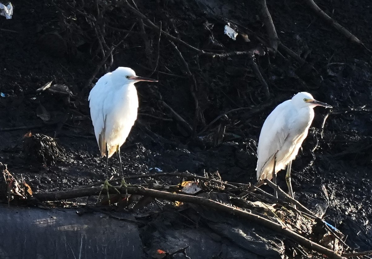 Snowy Egret - Jorge Blackhall