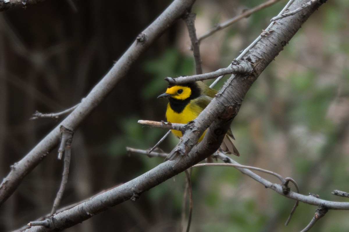 Hooded Warbler - Jordan Gerue