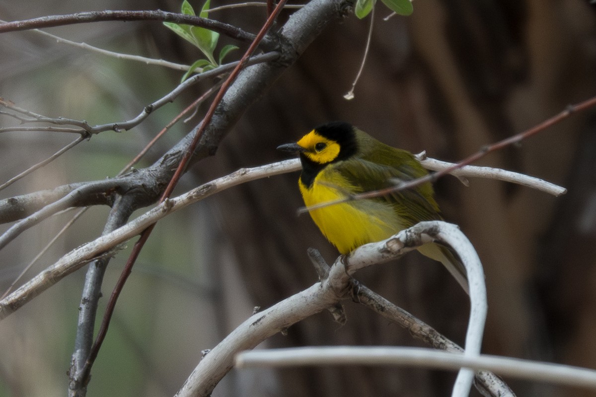 Hooded Warbler - Jordan Gerue