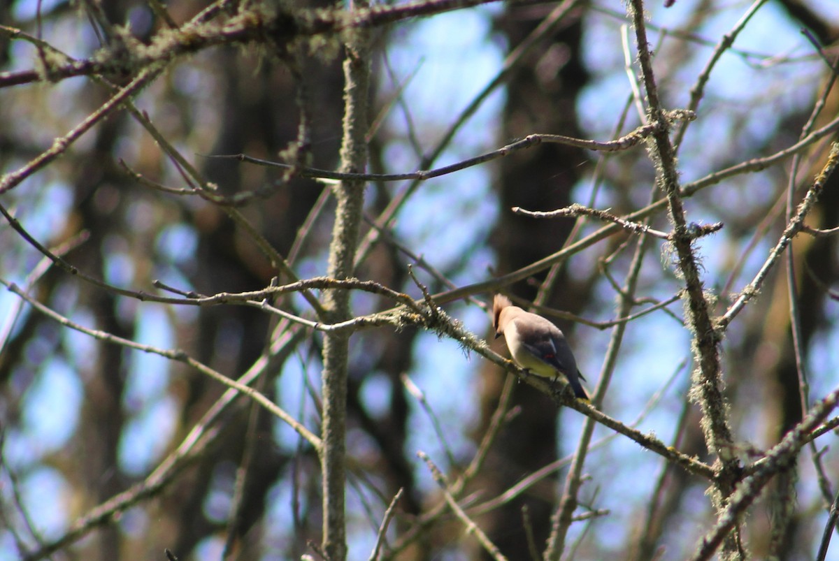 Cedar Waxwing - ML618849499