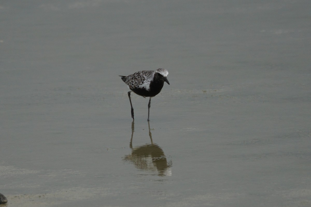 Black-bellied Plover - Chase Wilson