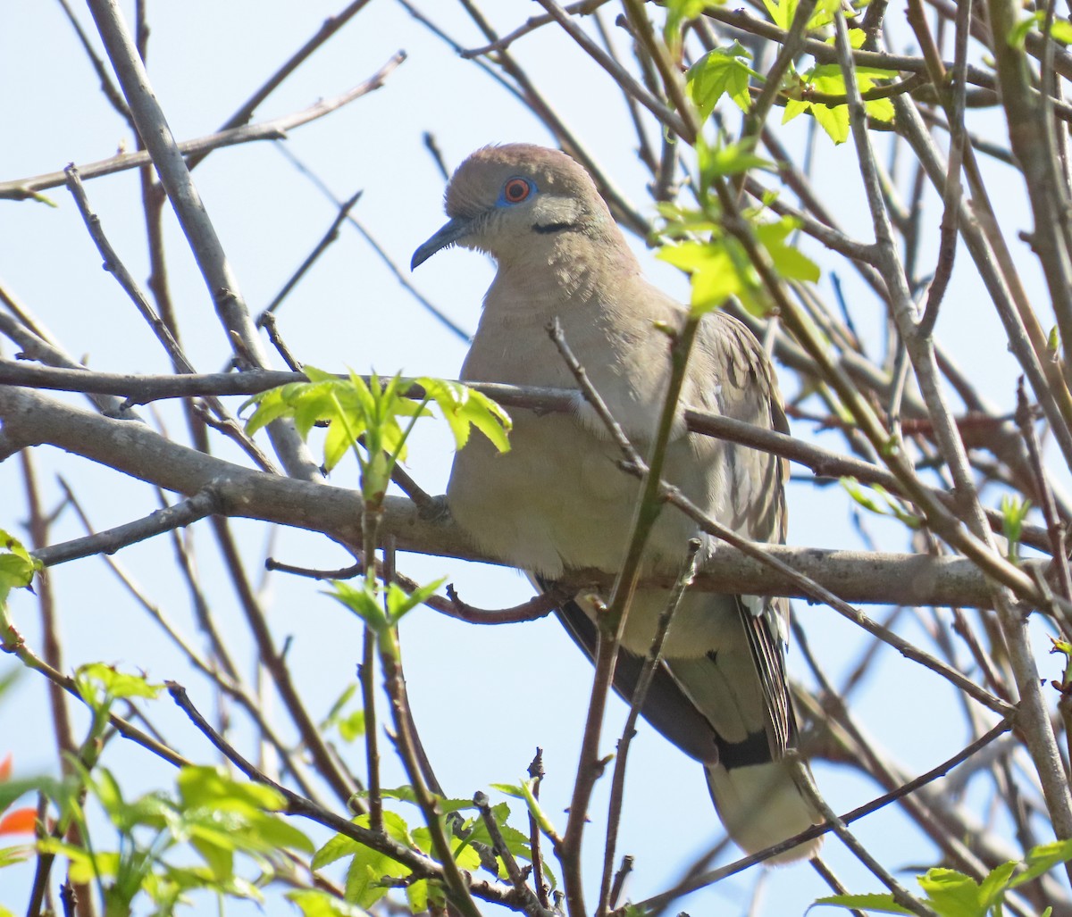 White-winged Dove - Tom Edell