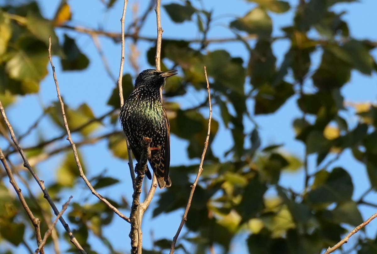 European Starling - Jorge Blackhall