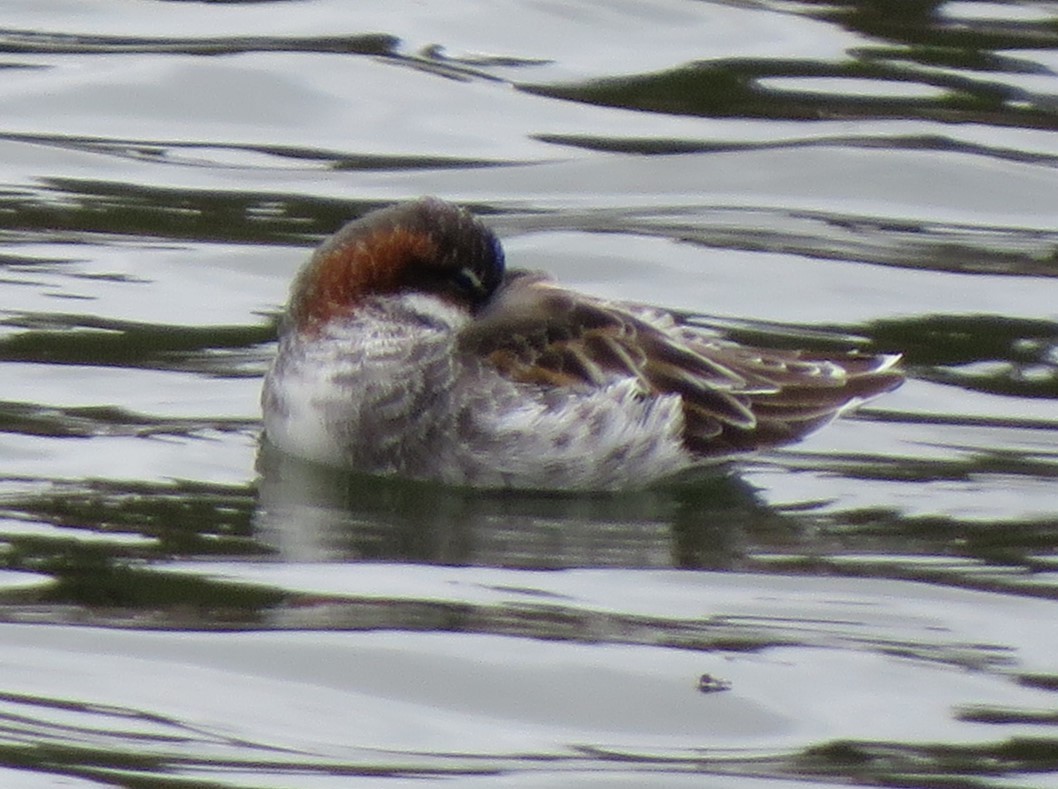 Red-necked Phalarope - ML618849524