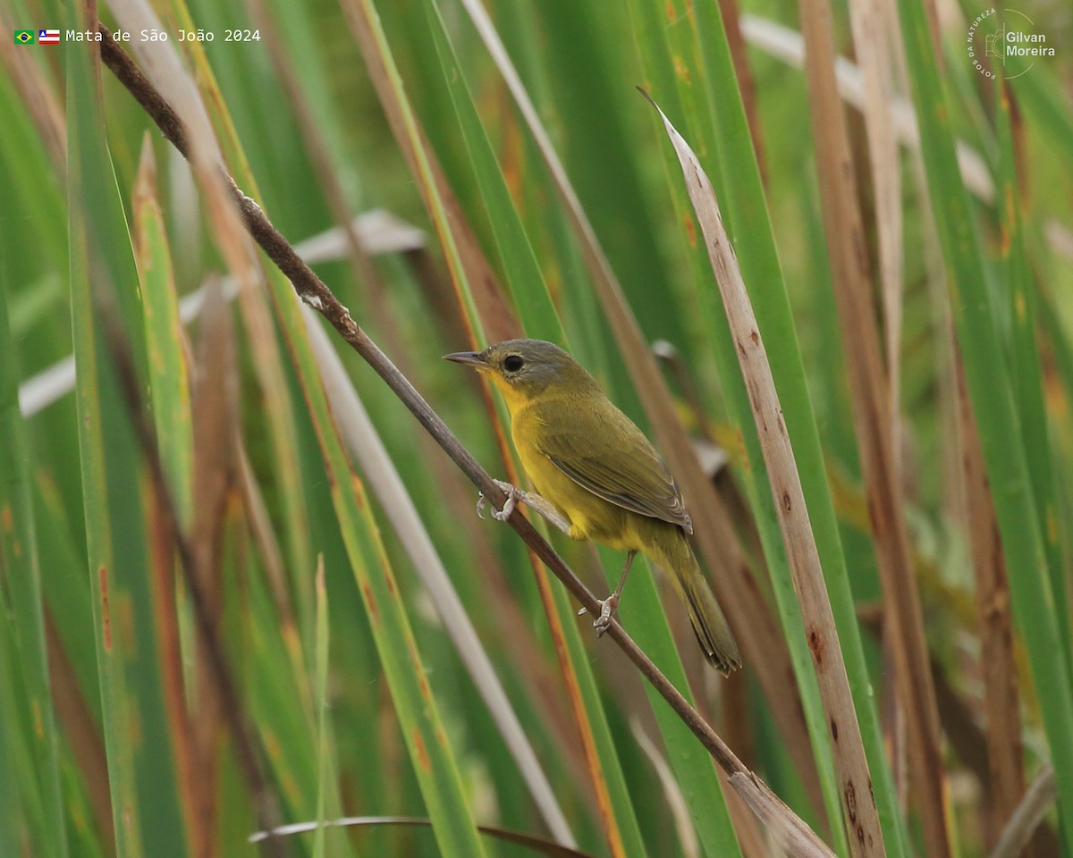 Southern Yellowthroat - Gilvan Moreira