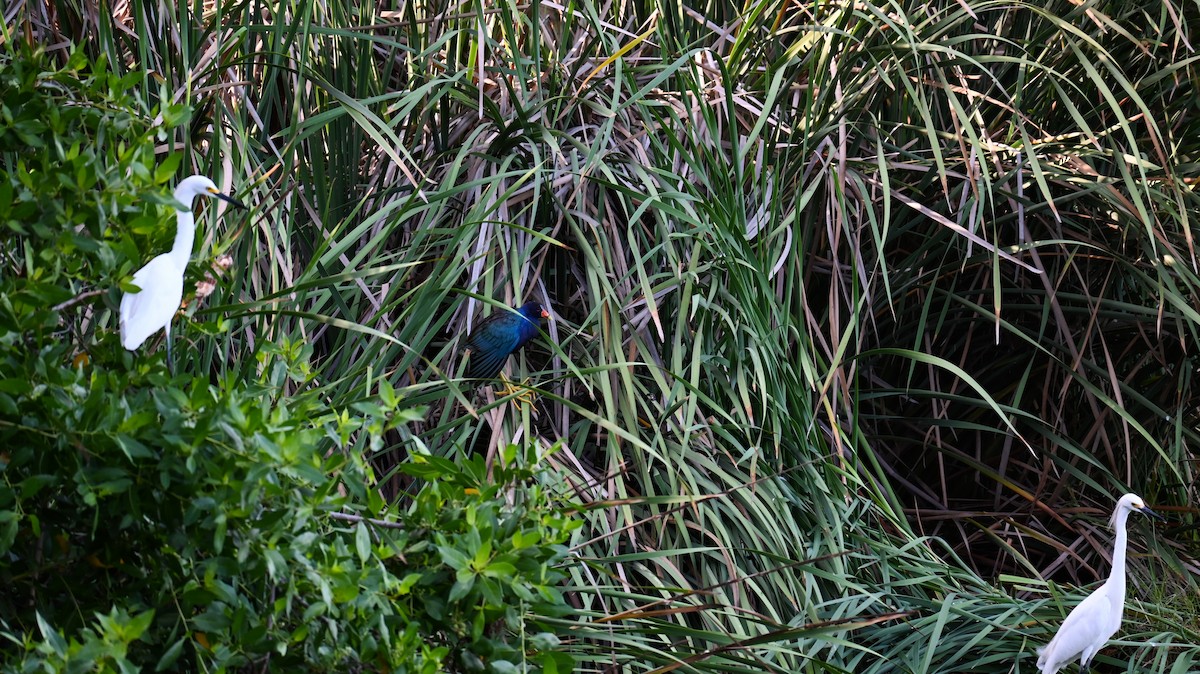 Purple Gallinule - Brandon Mendoza Pacheco