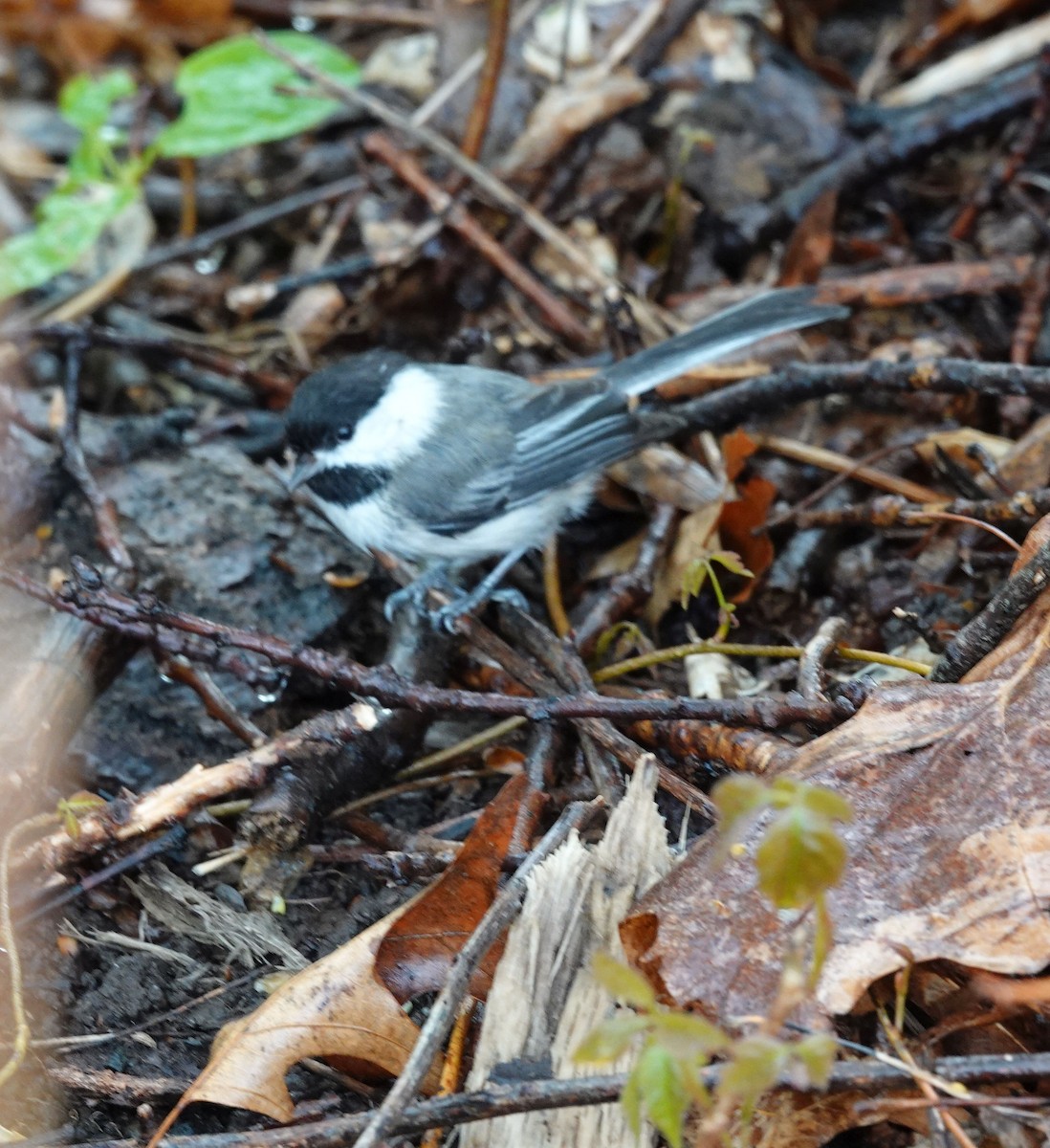 Black-capped Chickadee - Julie Perry