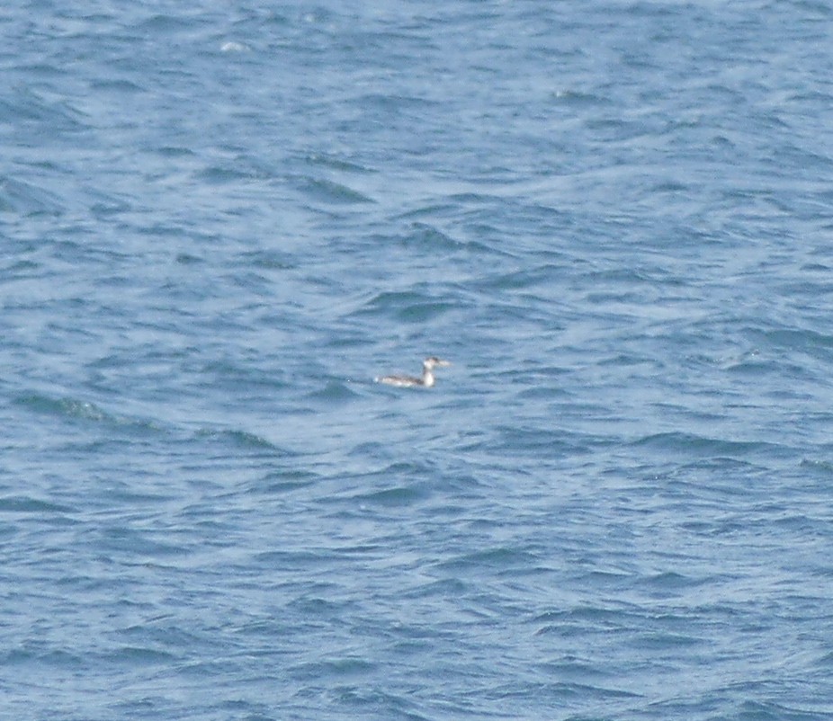 Red-necked Grebe - Leslie Hurteau