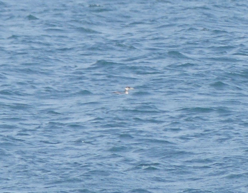 Red-necked Grebe - Leslie Hurteau