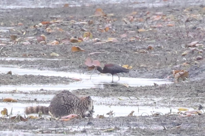 White-faced Ibis - Diana Cook