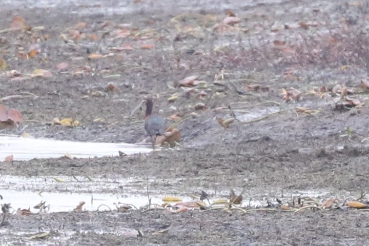 White-faced Ibis - Diana Cook