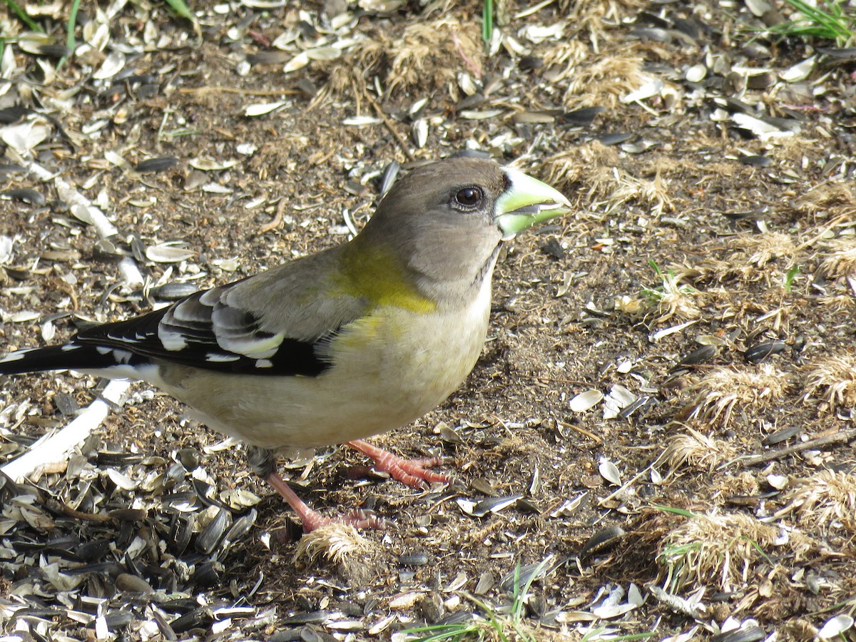 Evening Grosbeak - The Lahaies