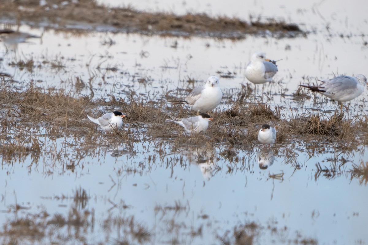 Forster's Tern - Winston Liu