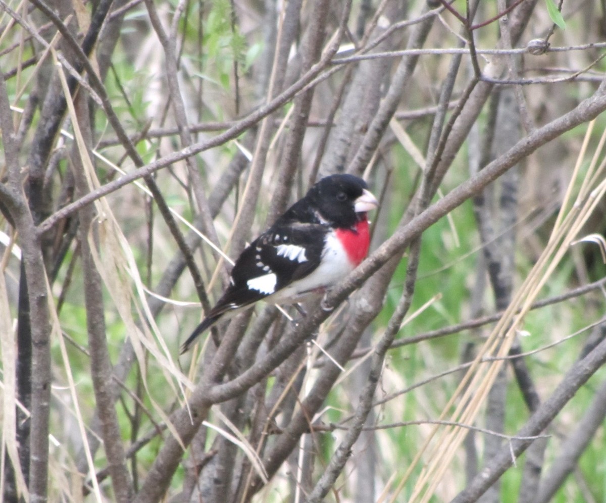 Rose-breasted Grosbeak - Barbara Taylor