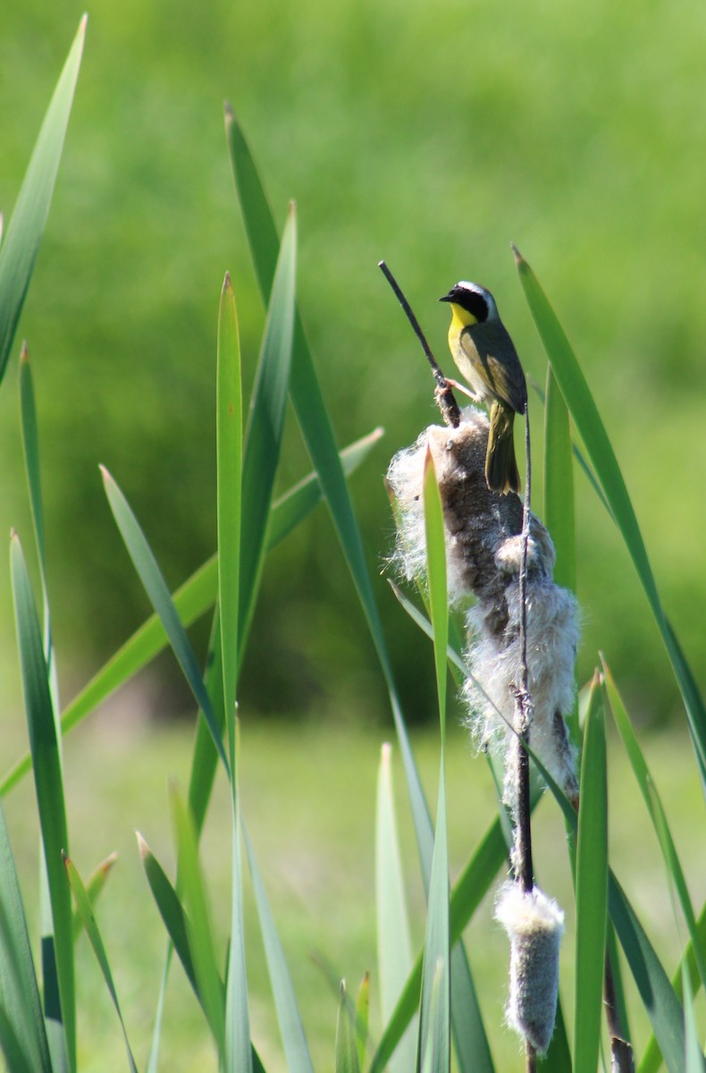 Common Yellowthroat - ML618849569