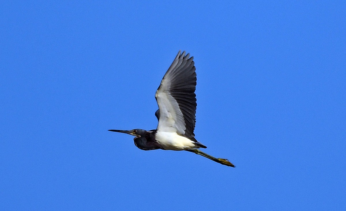 Tricolored Heron - Steve Bennett