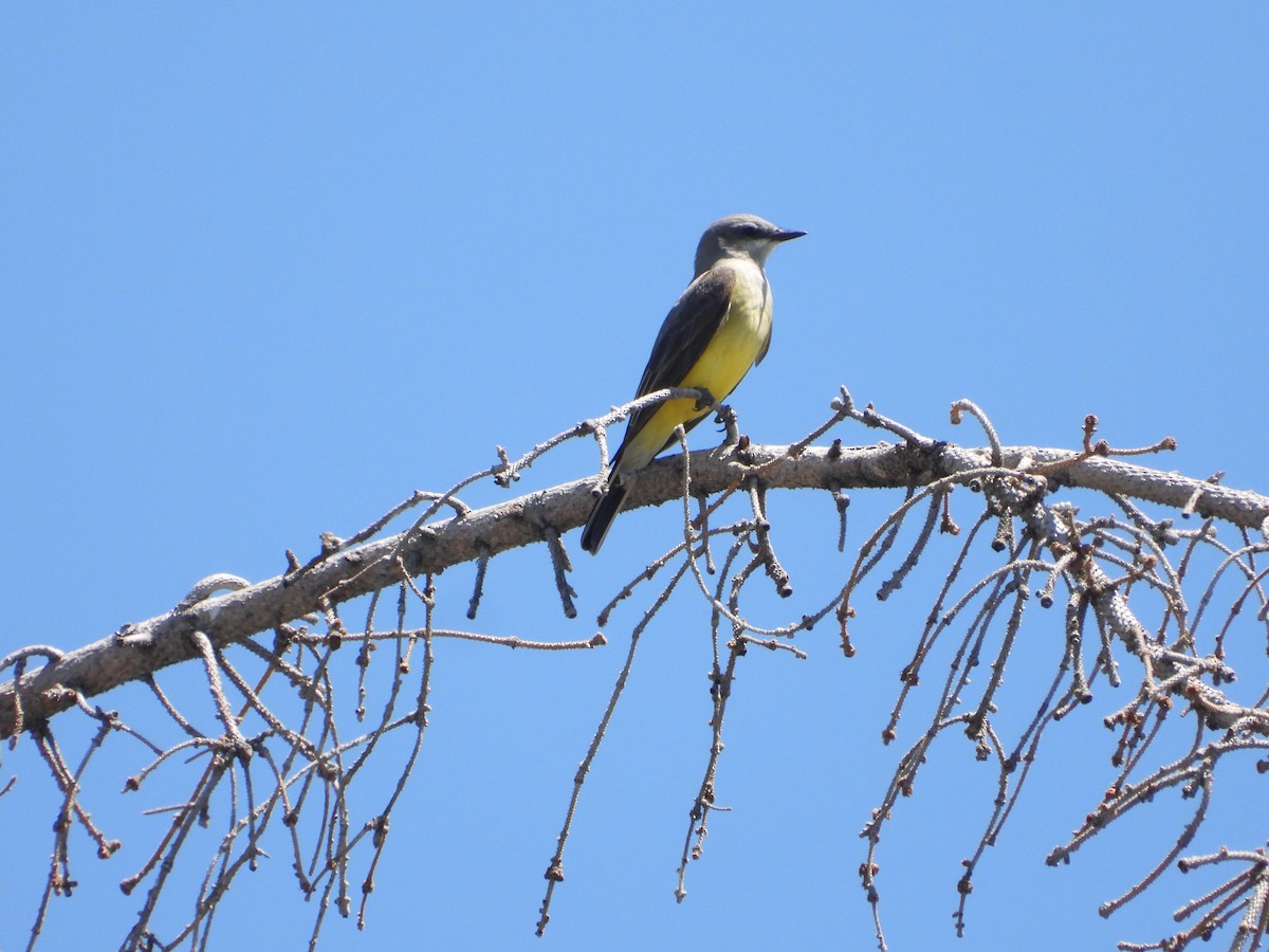 Western Kingbird - Tom Wuenschell