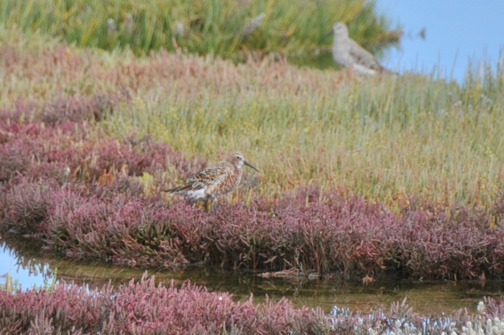 Curlew Sandpiper - 🦜 Daniel Correia 🦜