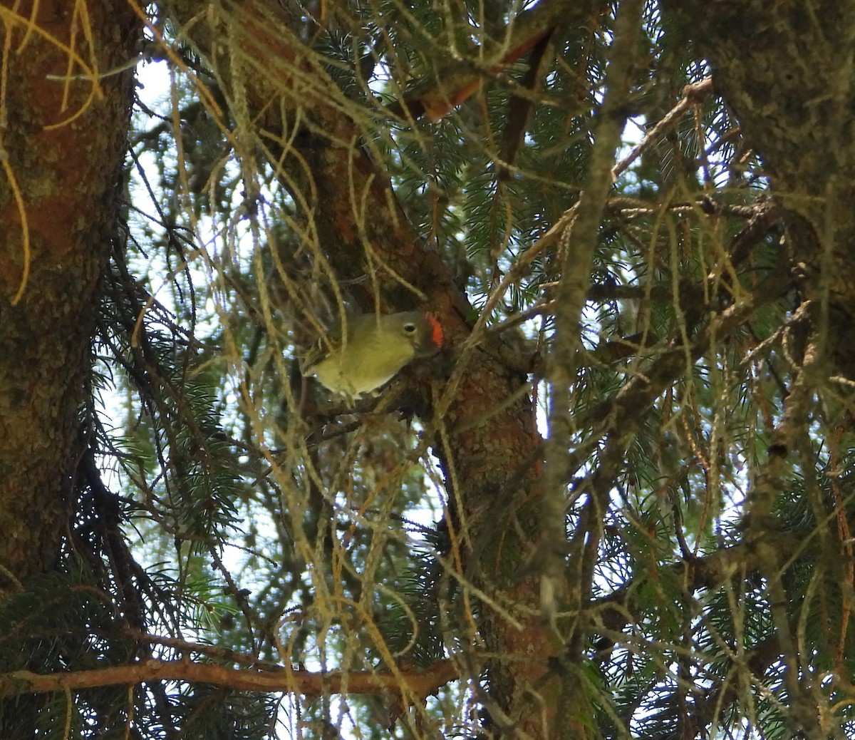 Ruby-crowned Kinglet - Tom Wuenschell