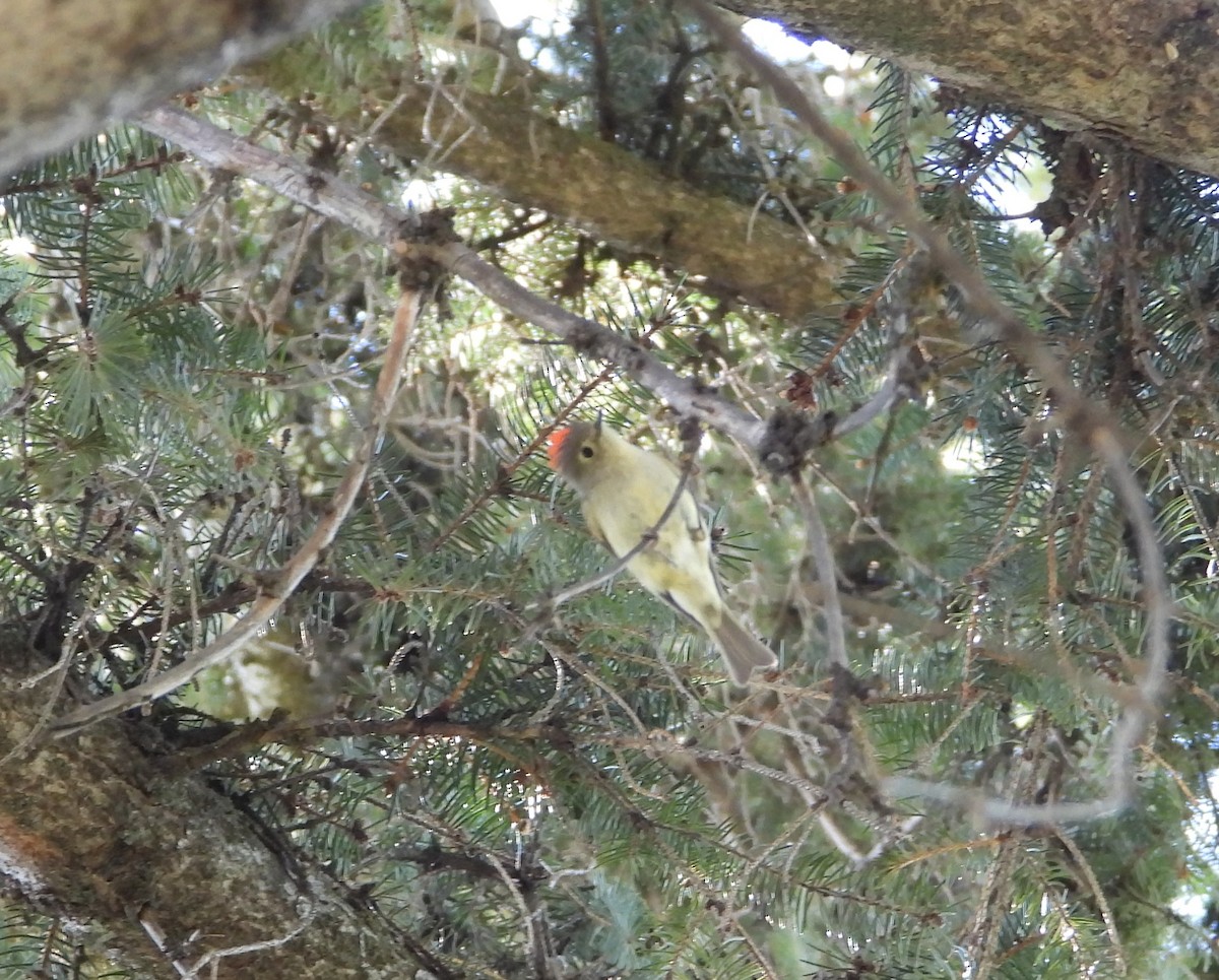 Ruby-crowned Kinglet - Tom Wuenschell