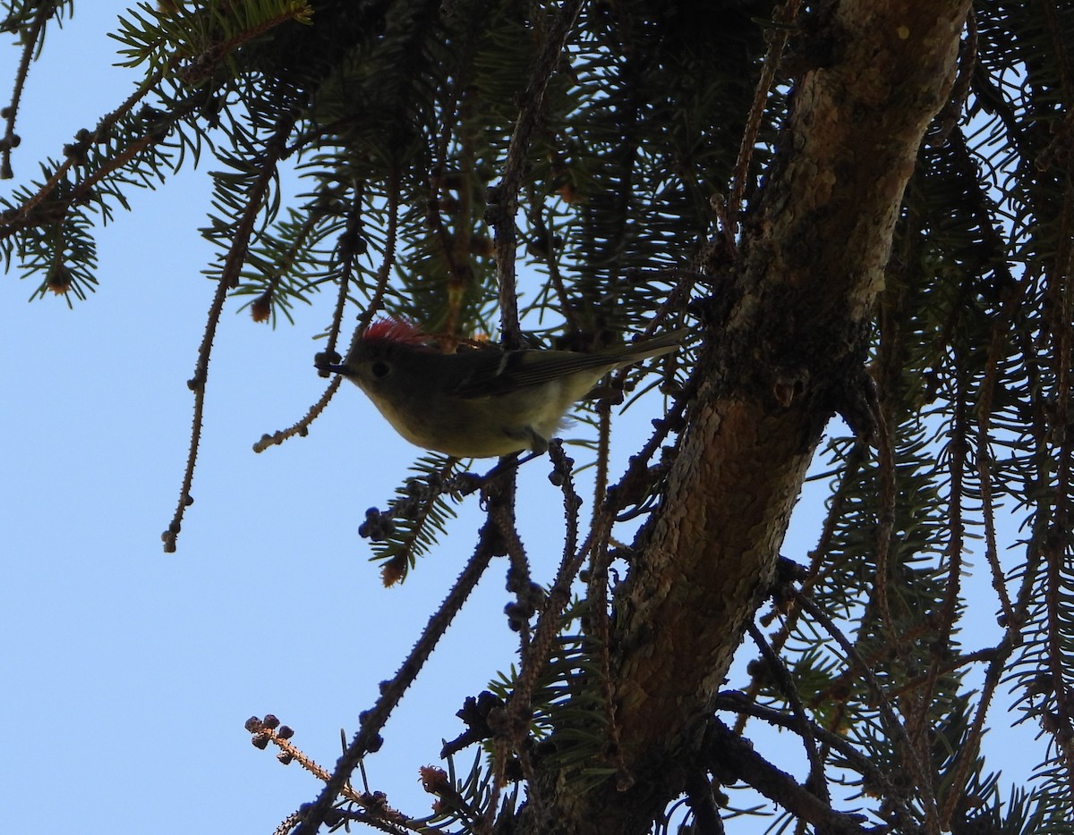 Ruby-crowned Kinglet - Tom Wuenschell