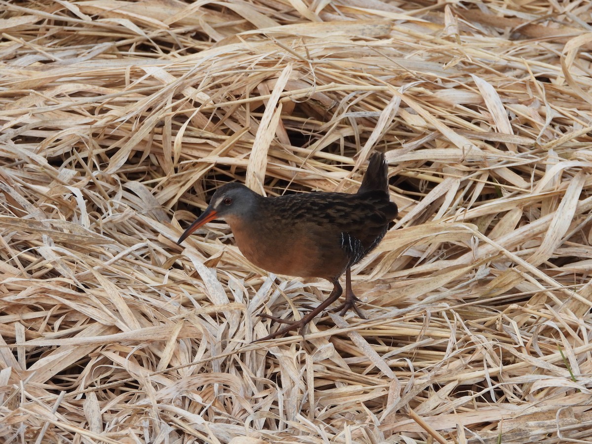 Virginia Rail - Germain Savard