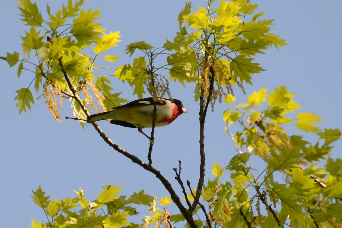 Rose-breasted Grosbeak - Mary Brenner