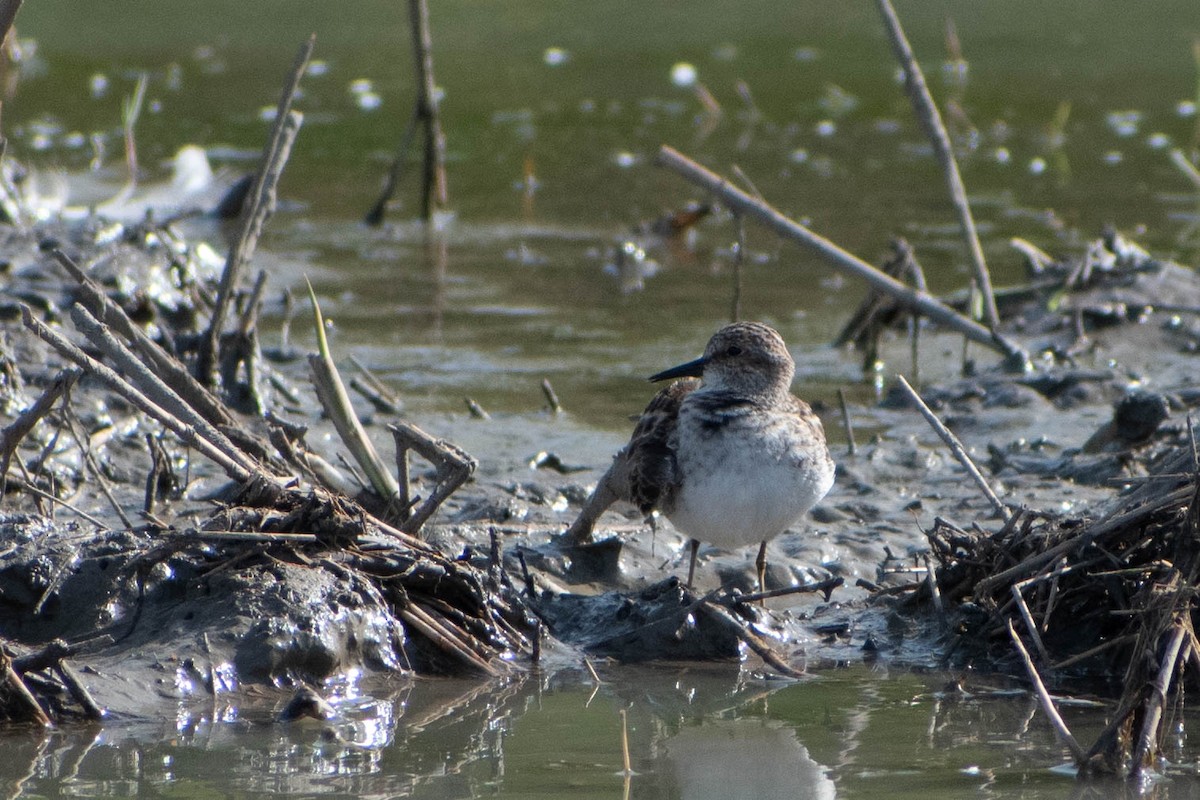 Least Sandpiper - Andrea Heine