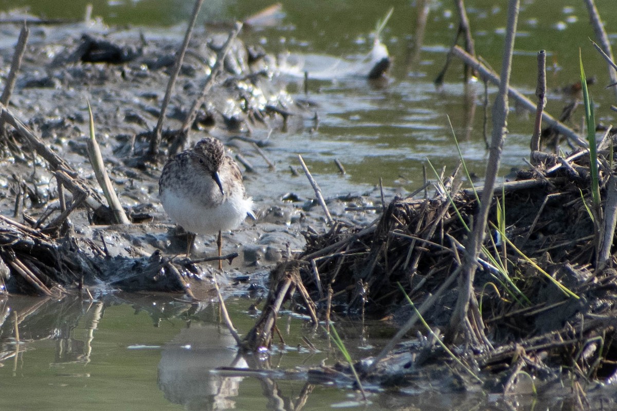 Least Sandpiper - Andrea Heine