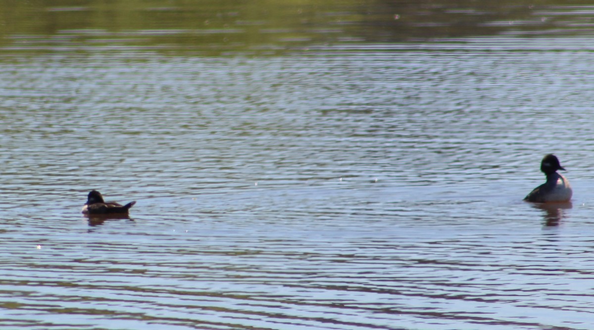 Bufflehead - Savannah Messinger (Sexton)