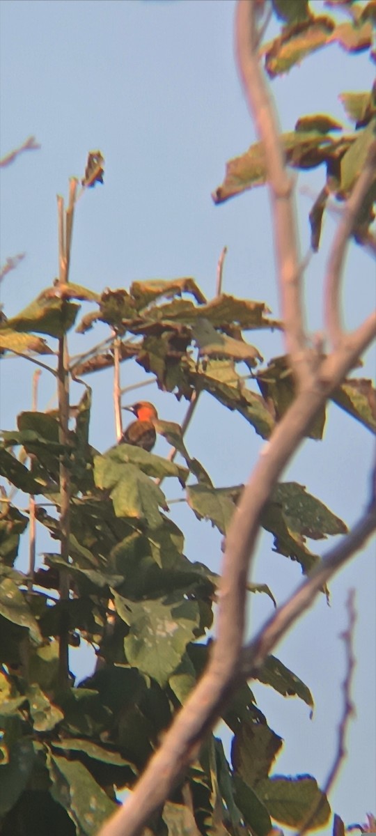 Streak-backed Oriole - Luz Mariana Martínez Barrera