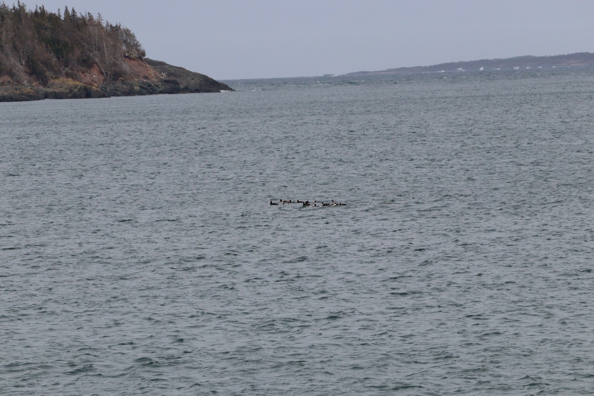 Surf Scoter - Philip Nearing